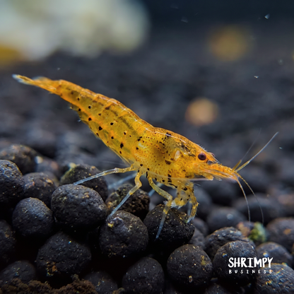Tangerine Tiger Shrimp