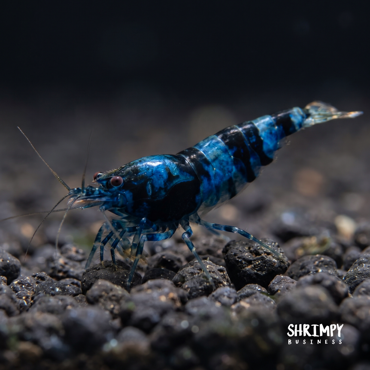 Dragonblood Shrimp