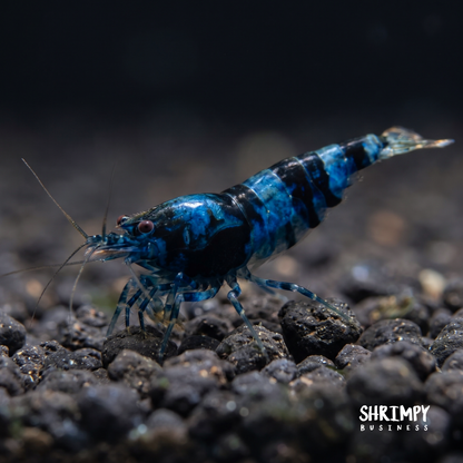 Dragonblood Shrimp
