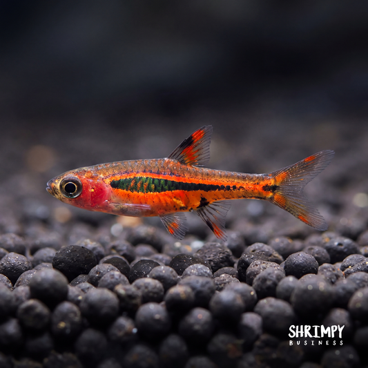 Chili Rasbora