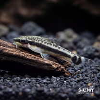 Otocinclus Catfish (Tank-Bred)