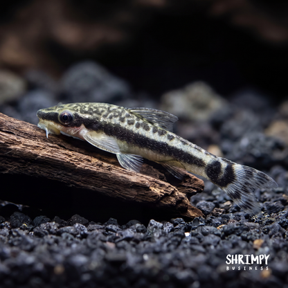 Otocinclus Catfish (Tank-Bred)