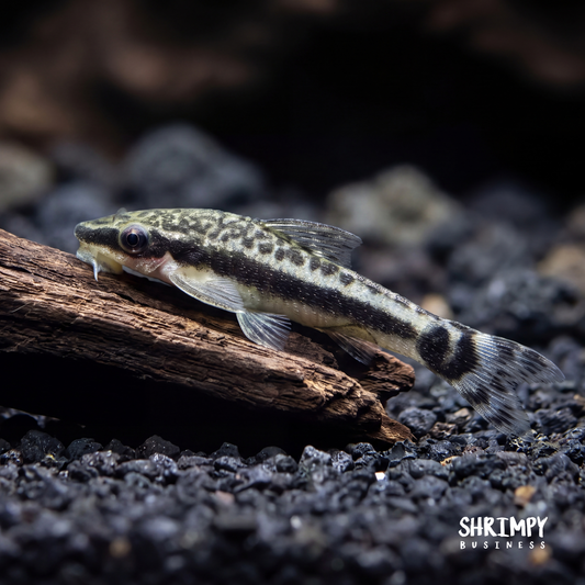 Otocinclus Catfish (Tank-Bred)