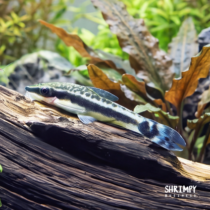 Otocinclus Catfish (Tank-Bred)