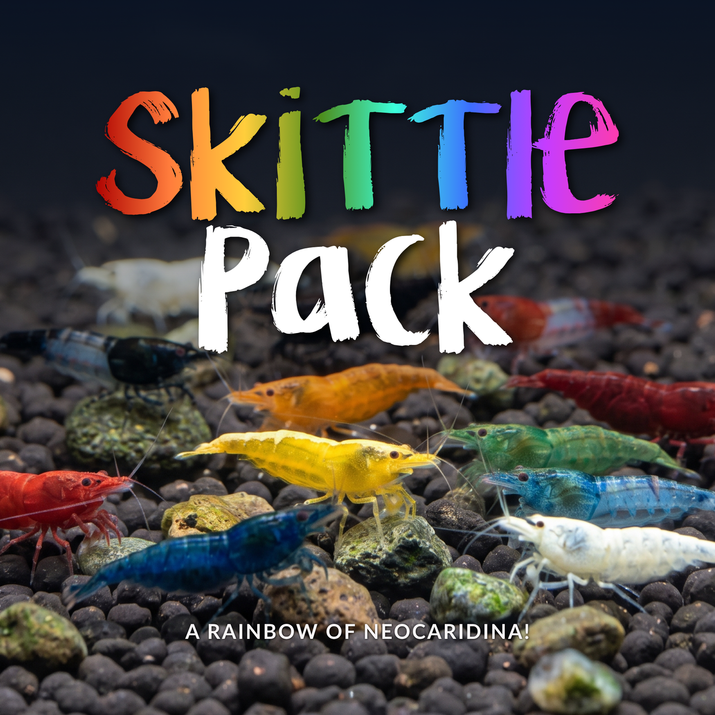 Neocaridina Skittle Pack