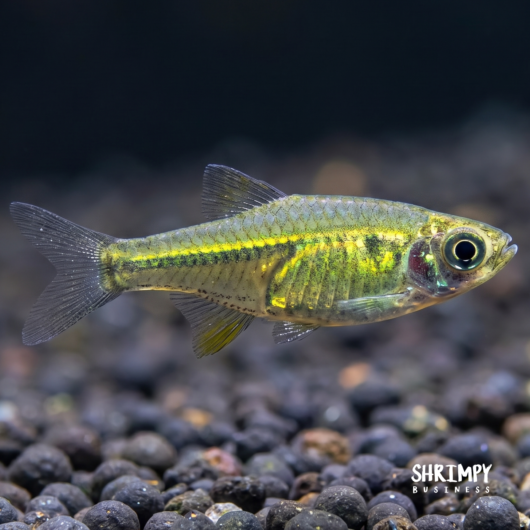 Green Neon Rasbora