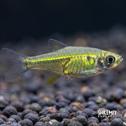 Green Neon Rasbora
