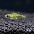 Green Neon Rasbora