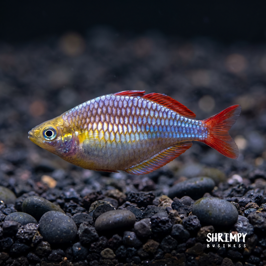 Neon Dwarf Rainbowfish