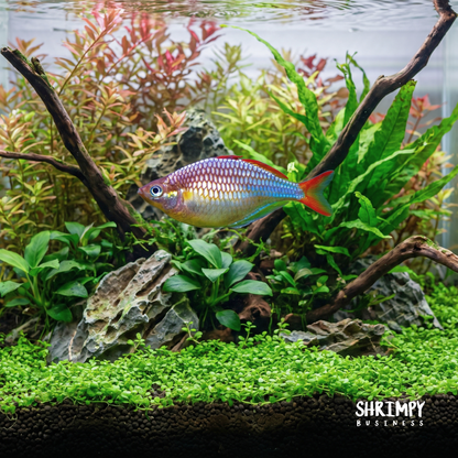 Neon Dwarf Rainbowfish