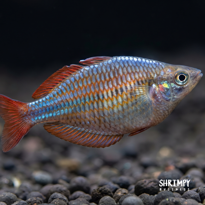 Neon Dwarf Rainbowfish