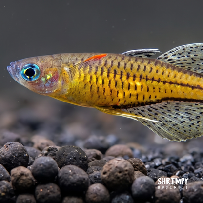 Gertrude Spotted Blue Eye Rainbowfish
