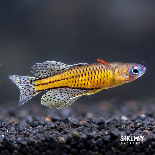 Gertrude Spotted Blue Eye Rainbowfish