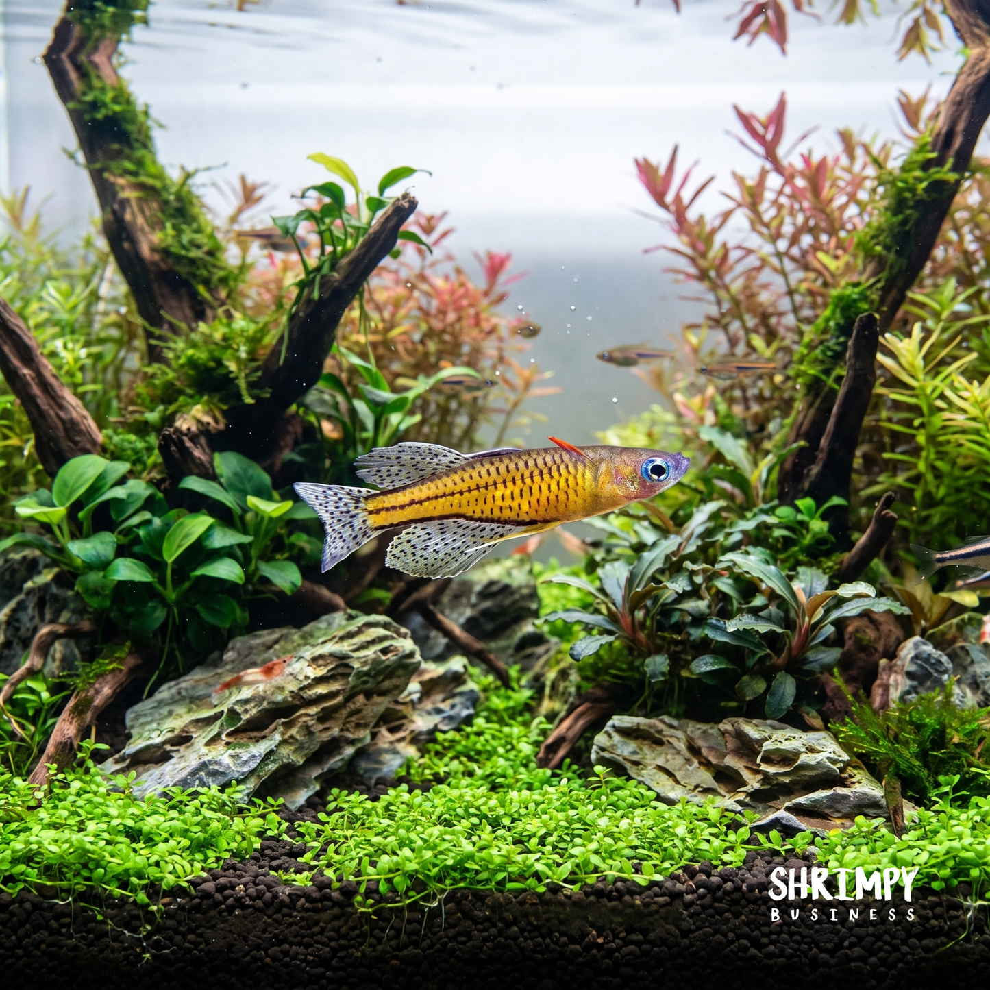 Gertrude Spotted Blue Eye Rainbowfish