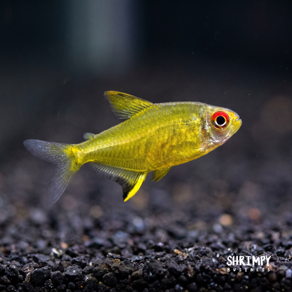 Lemon Tetra (Tank-Bred)