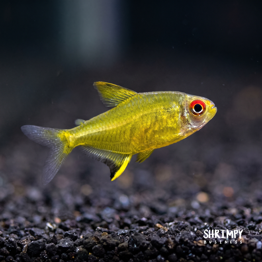 Lemon Tetra (Tank-Bred)