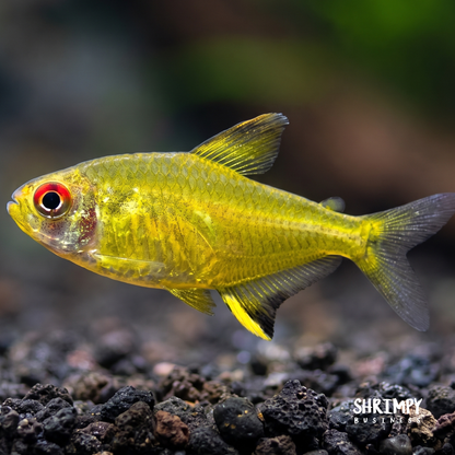 Lemon Tetra (Tank-Bred)