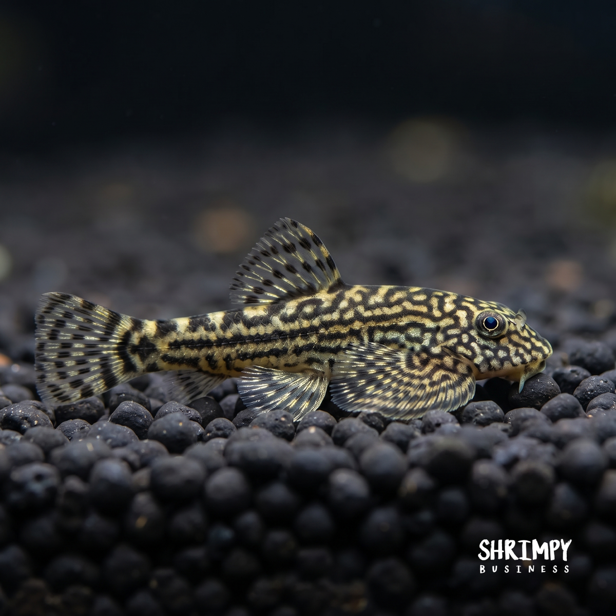 Reticulated Hillstream Loach