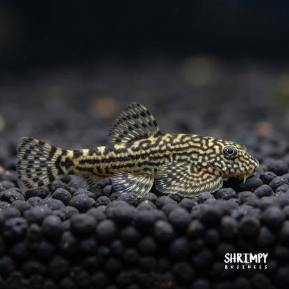 Reticulated Hillstream Loach