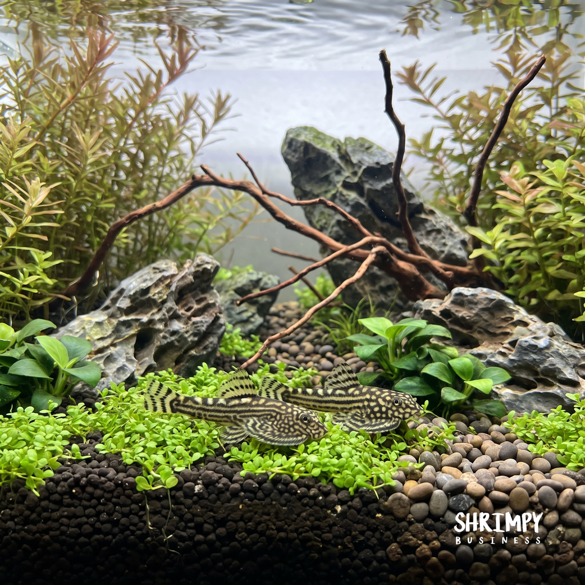 Reticulated Hillstream Loach