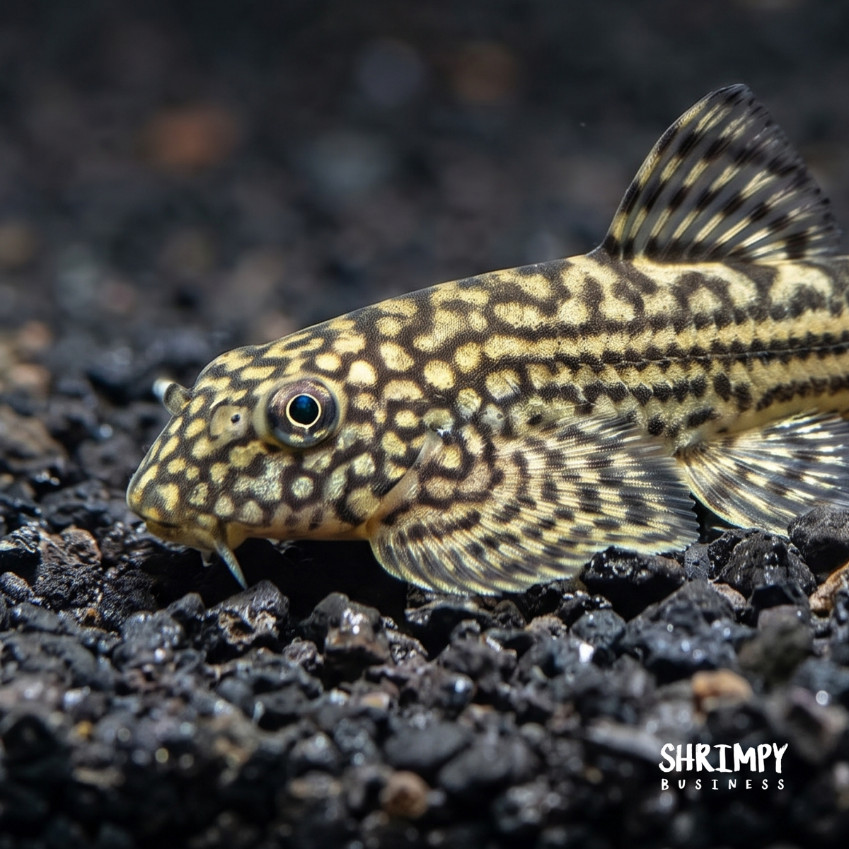 Reticulated Hillstream Loach