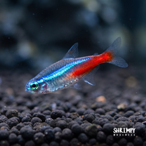 Neon Tetra (Tank-Bred)