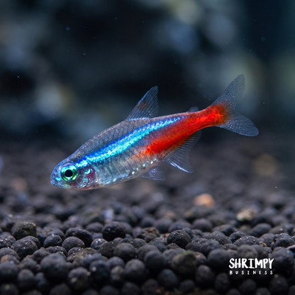 Neon Tetra (Tank-Bred)