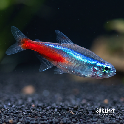 Neon Tetra (Tank-Bred)