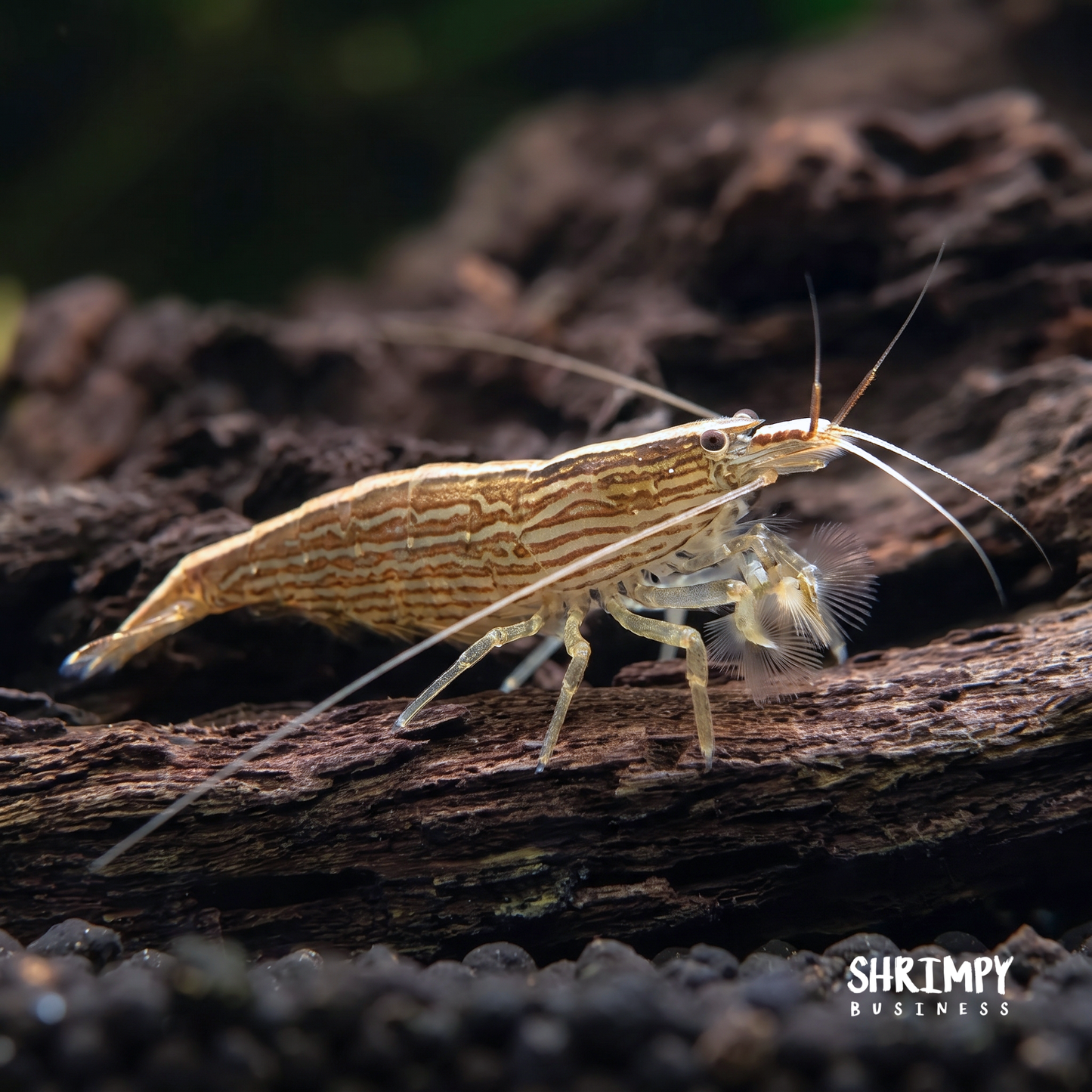 Bamboo Shrimp (ATYOPSIS SPINIPES)