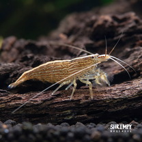Bamboo Shrimp (ATYOPSIS SPINIPES)