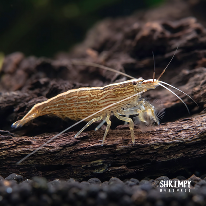 Bamboo Shrimp (ATYOPSIS SPINIPES)