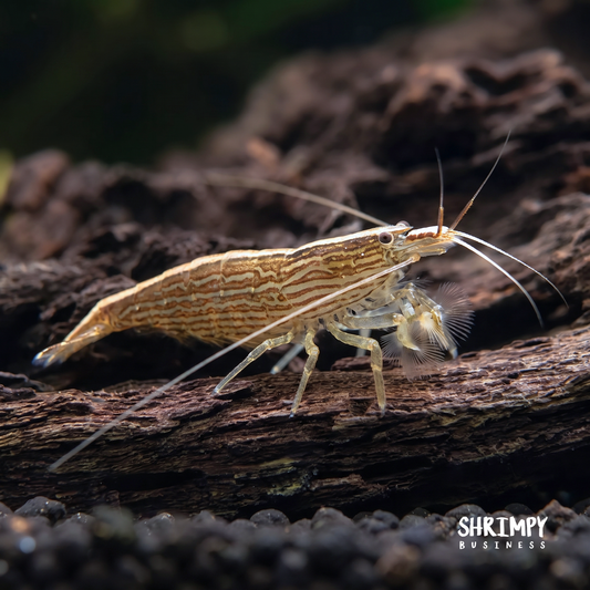 Bamboo Shrimp (ATYOPSIS SPINIPES)