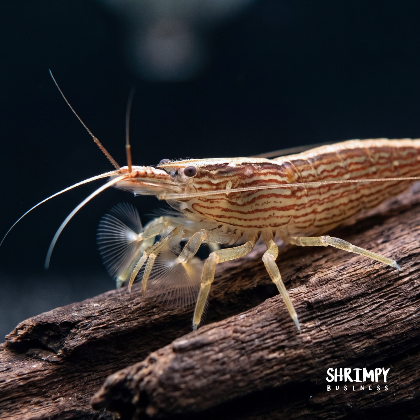 Bamboo Shrimp (ATYOPSIS SPINIPES)