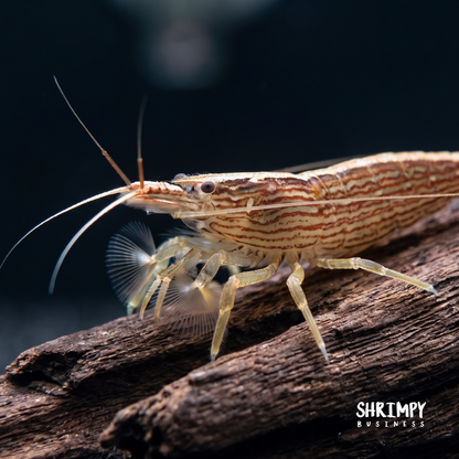 Bamboo Shrimp (ATYOPSIS SPINIPES)