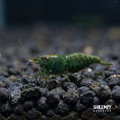 Green Jade Shrimp