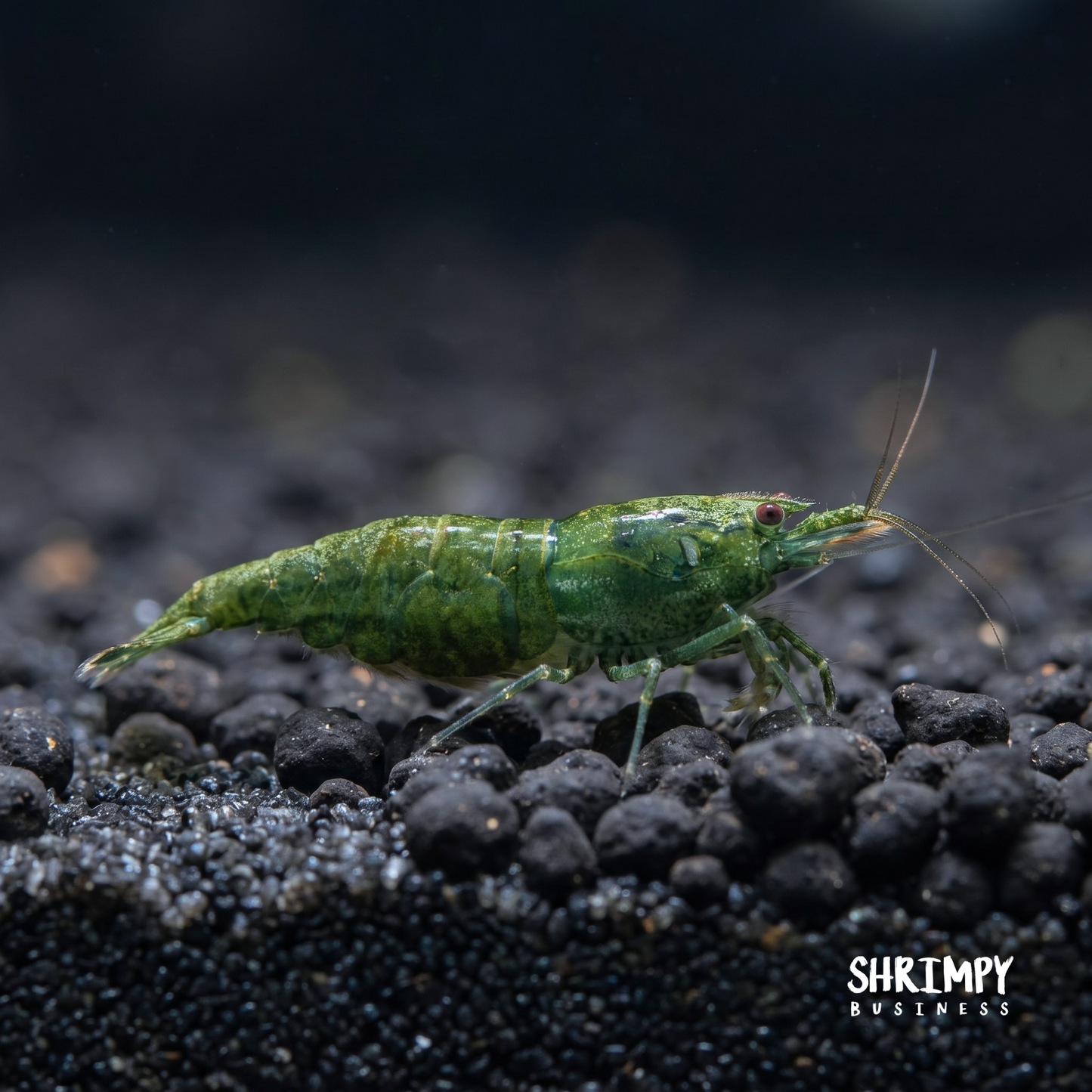 Green Jade Shrimp