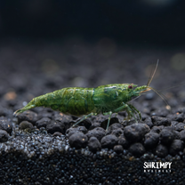 Green Jade Shrimp