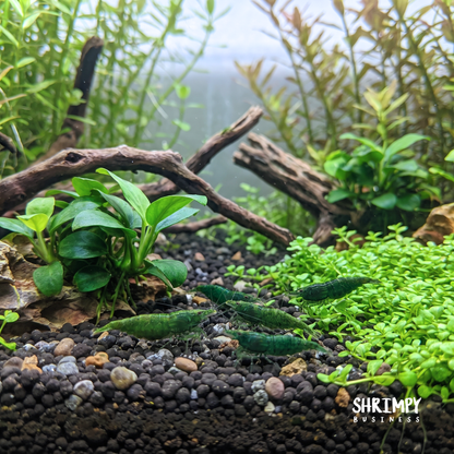 Green Jade Shrimp
