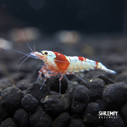 Crystal Red Shrimp
