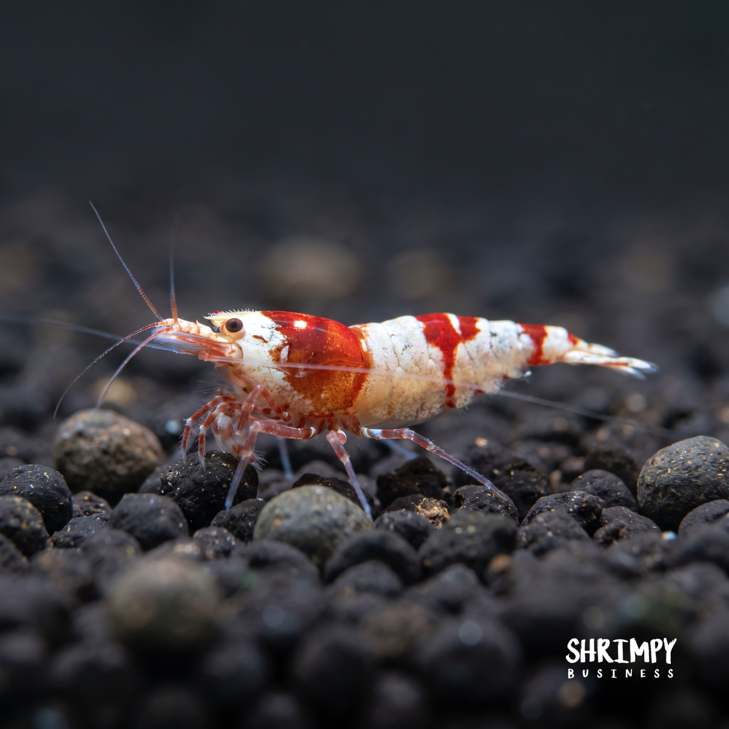 Crystal Red Shrimp