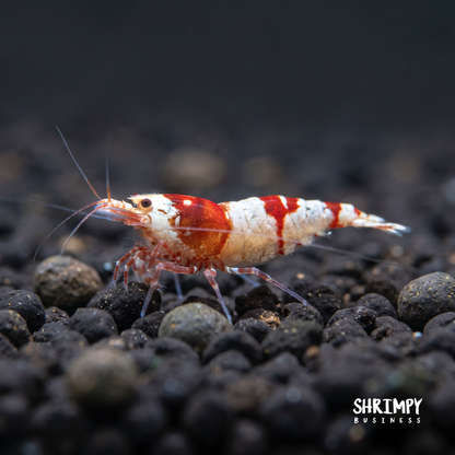 Crystal Red Shrimp