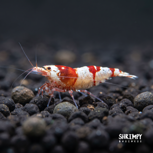 Crystal Red Shrimp