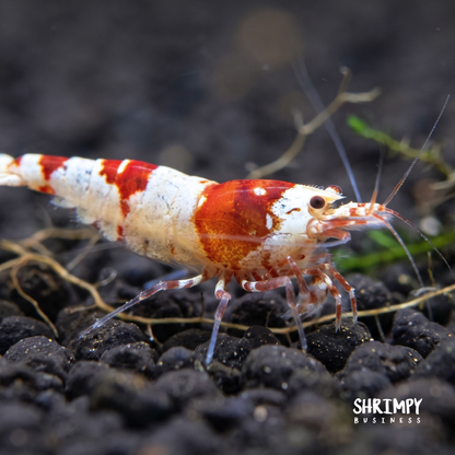 Crystal Red Shrimp