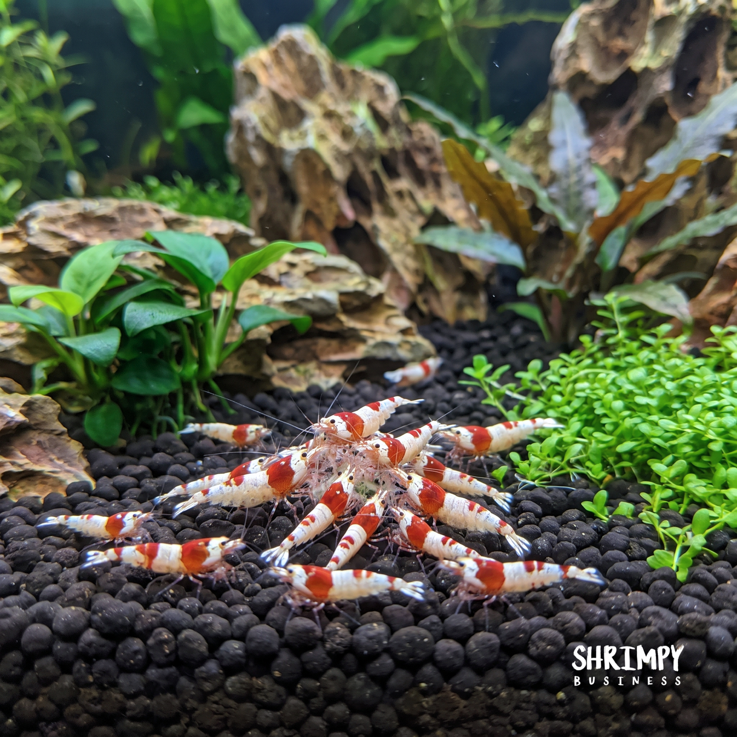 Crystal Red Shrimp