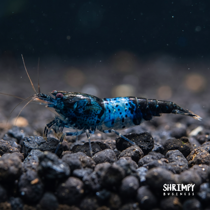 Blue Rili Shrimp