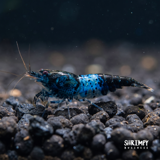 Blue Rili Shrimp
