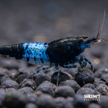Blue Rili Shrimp