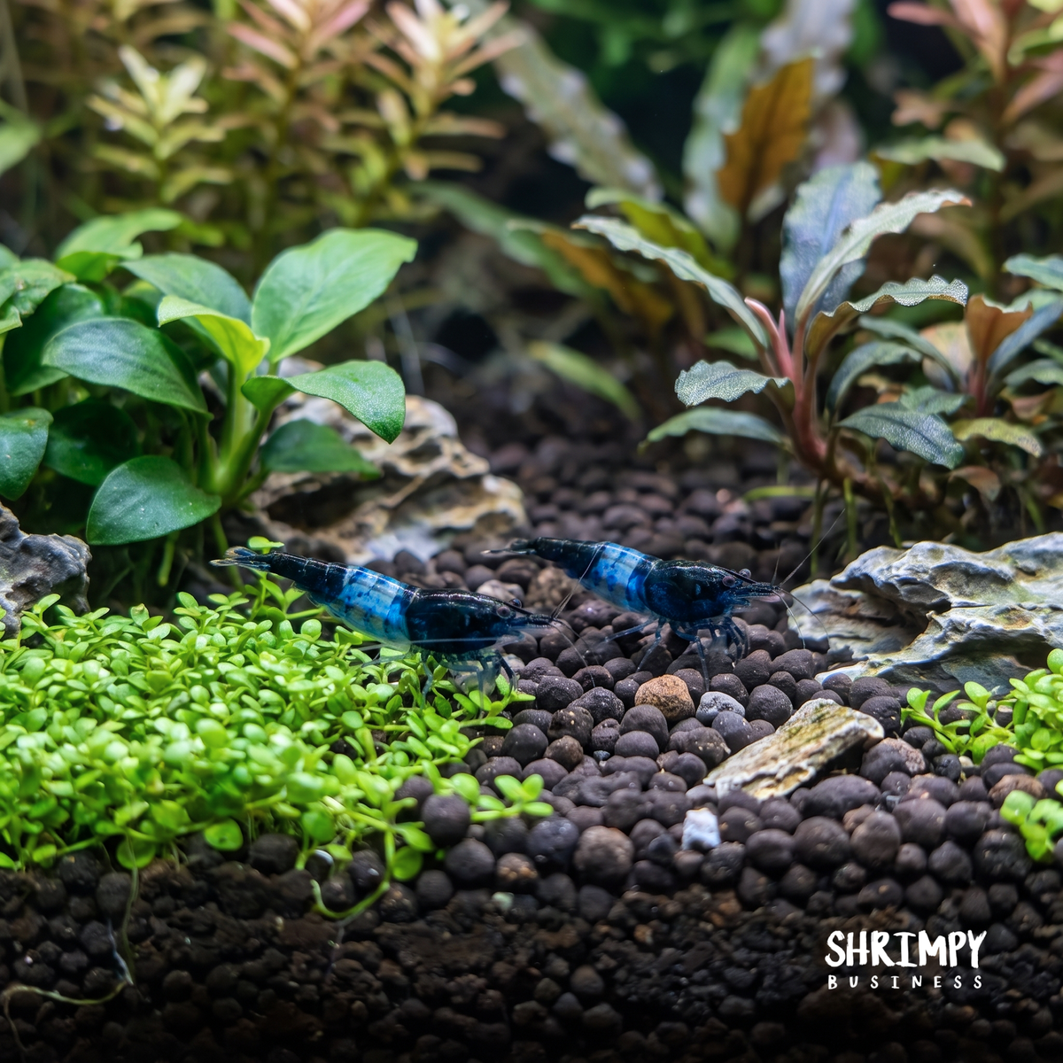 Blue Rili Shrimp