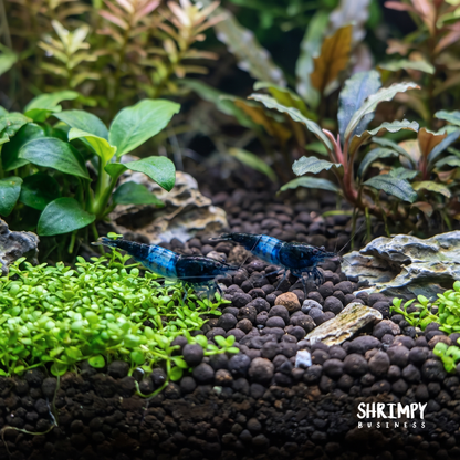 Blue Rili Shrimp