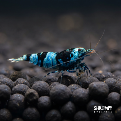 Shadow Panda Shrimp